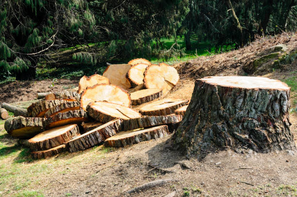 How Our Tree Care Process Works  in  White Knoll, SC